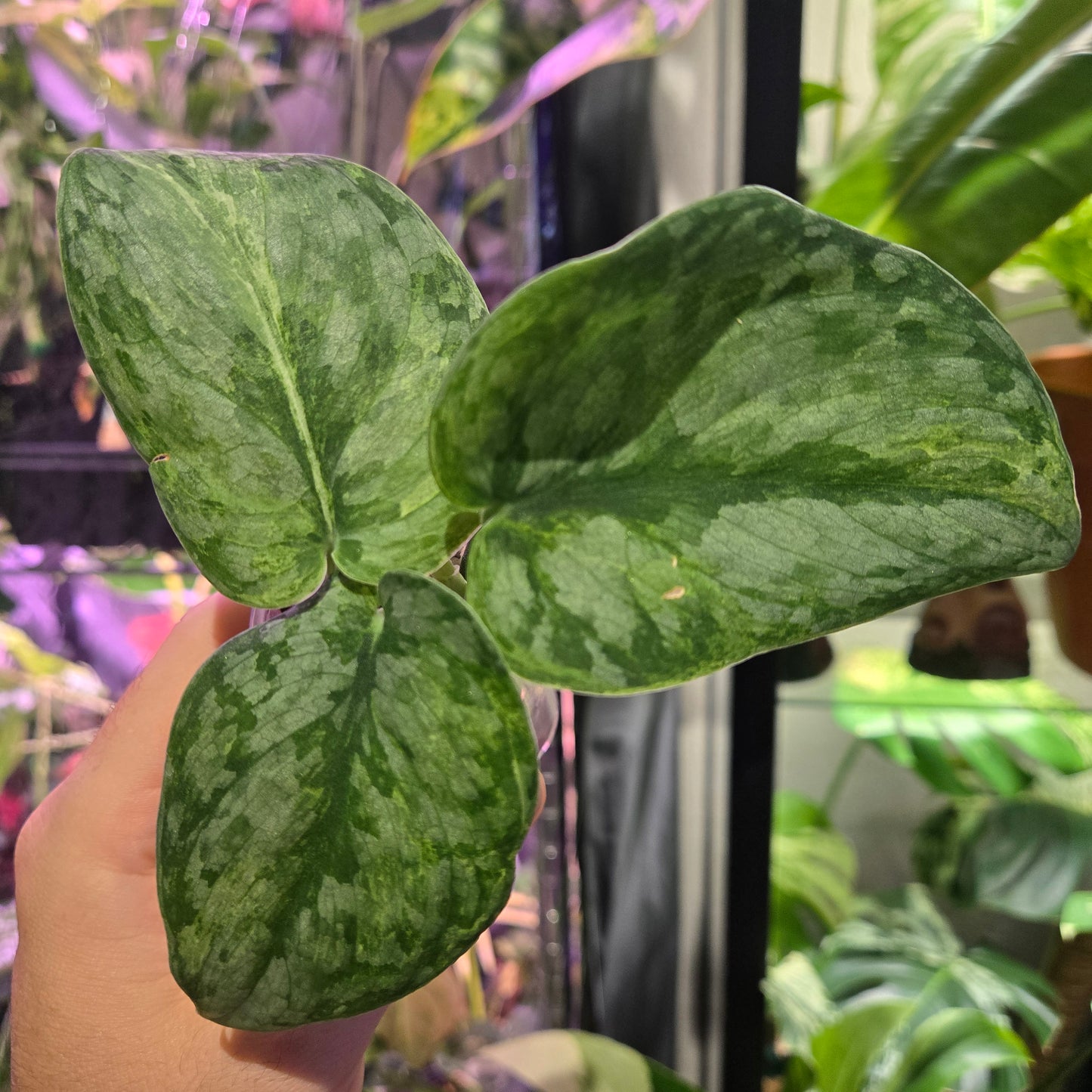 Scindapsus Blue Splash