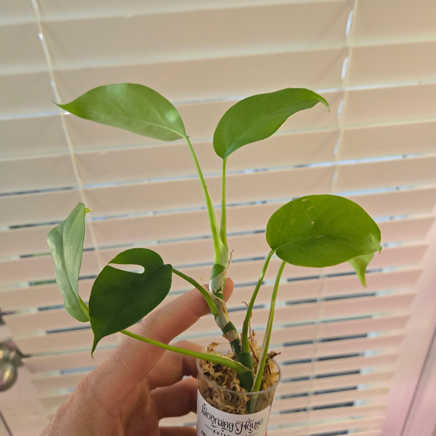 Monstera Tetrasperma