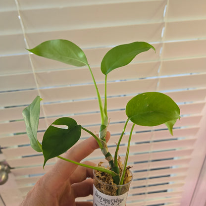 Monstera Tetrasperma
