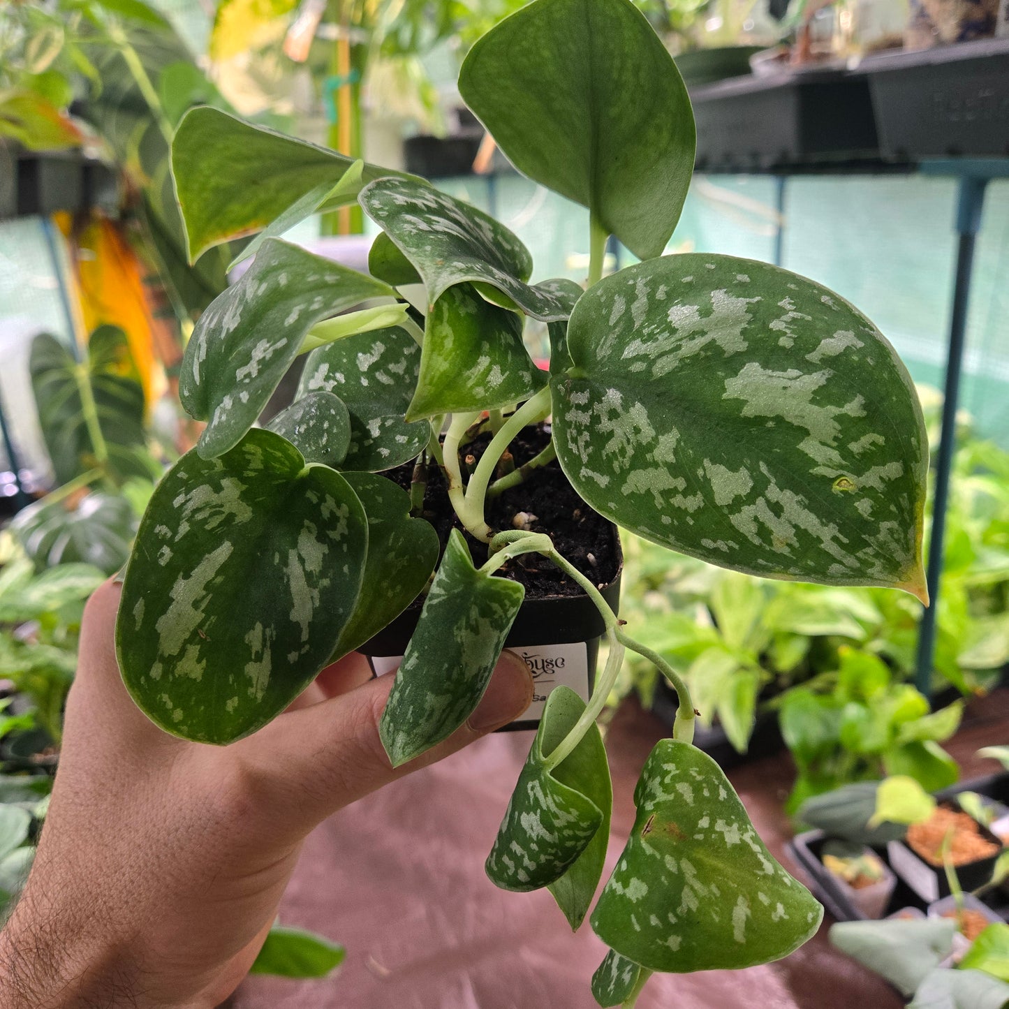 Scindapsus Silver Satin