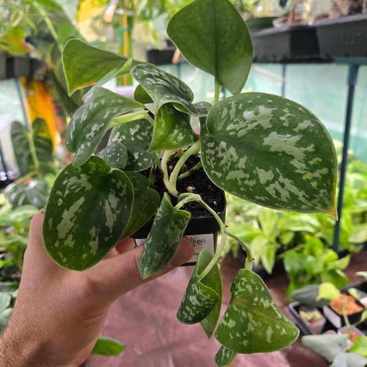 Scindapsus Silver Satin