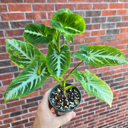 Syngonium Scrambled Eggs