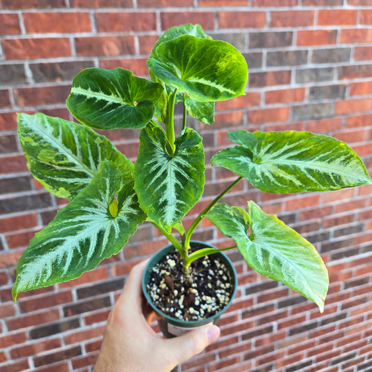 Syngonium Scrambled Eggs