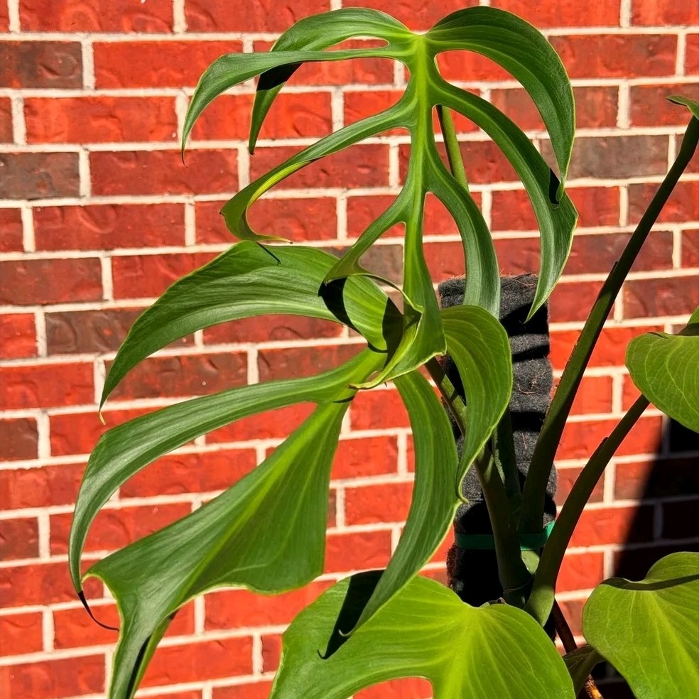 Monstera Burle Marx Flame