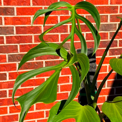 Monstera Burle Marx Flame