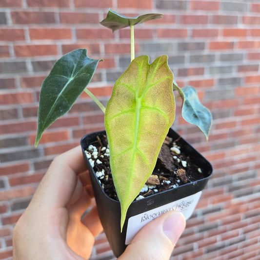 Alocasia Polly Var