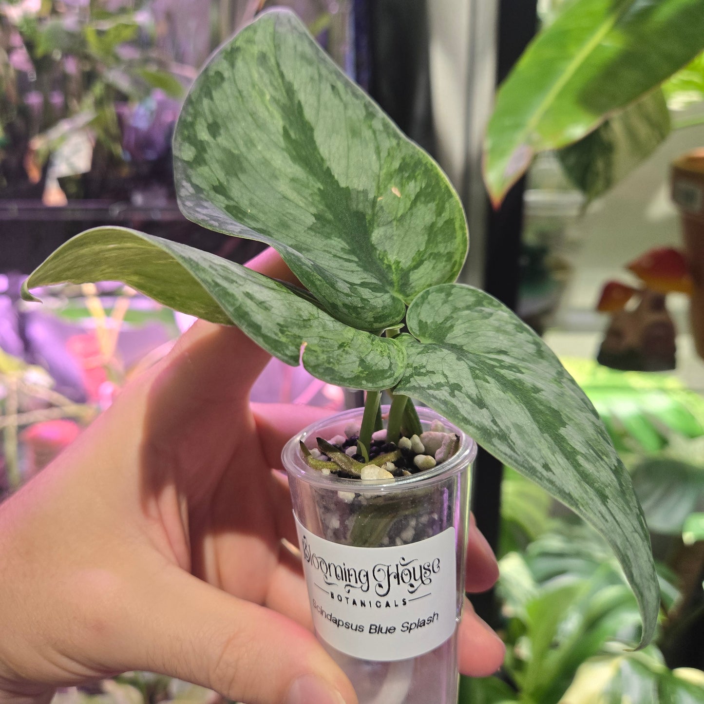 Scindapsus Blue Splash