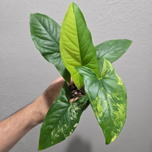 Syngonium Aurea