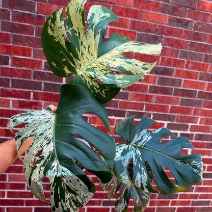 Monstera Vietciosa