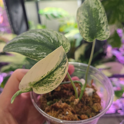 Scindapsus Argy Mint 'White Frost'