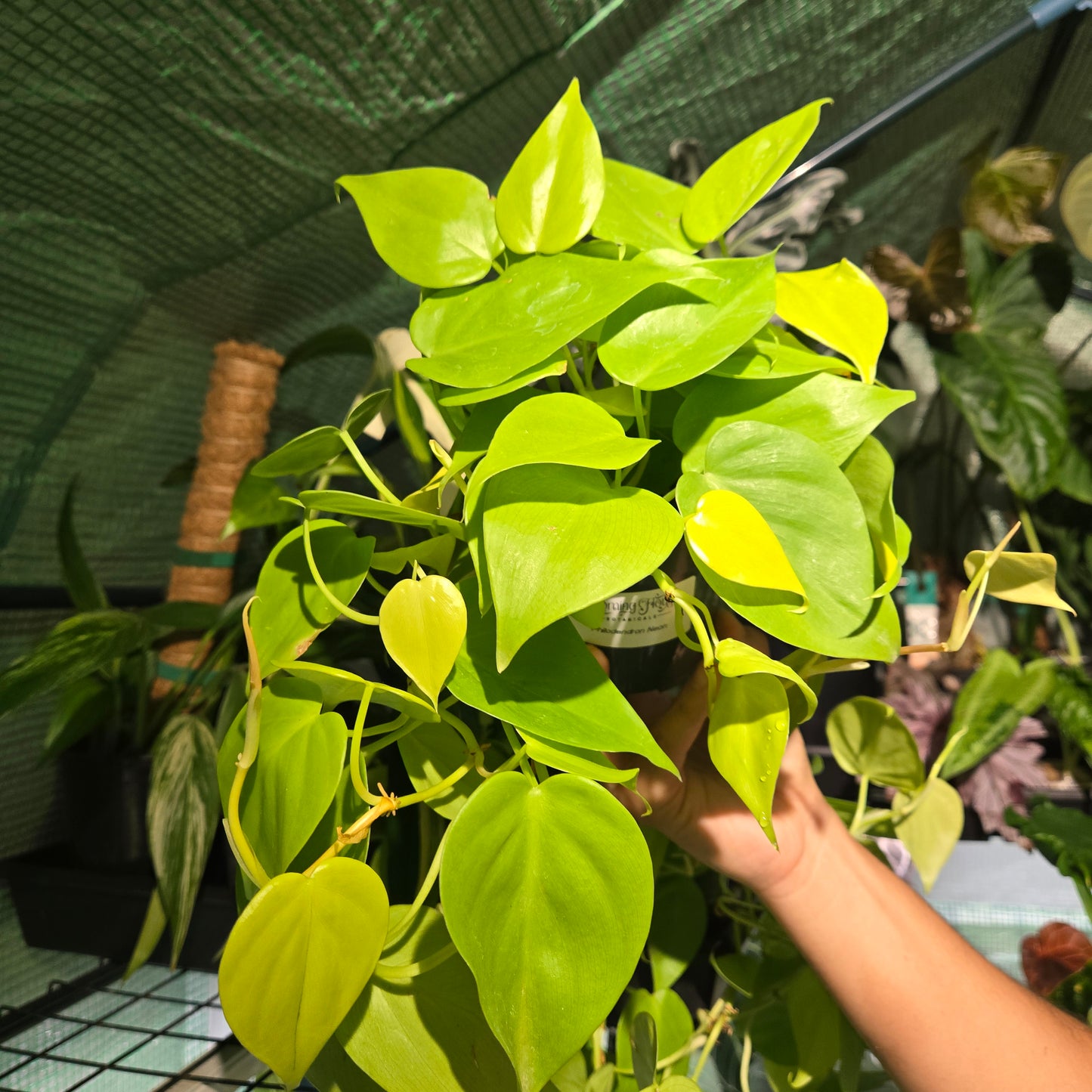 Philodendron Neon