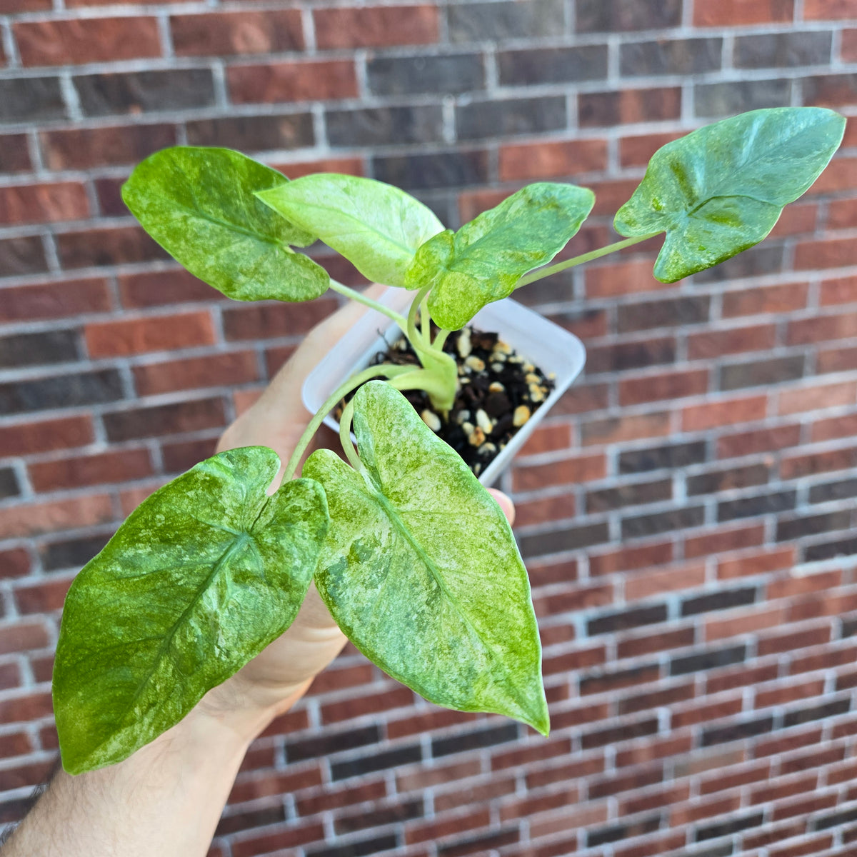 Alocasia Odora Batik