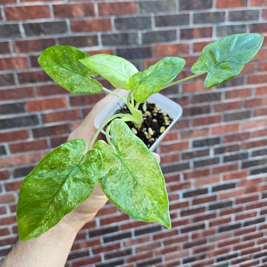Alocasia Odora Batik