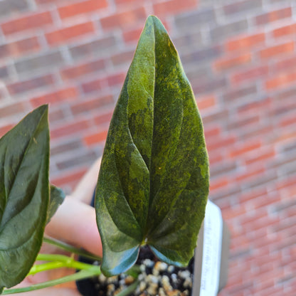 Syngonium Red Arrow Variegated