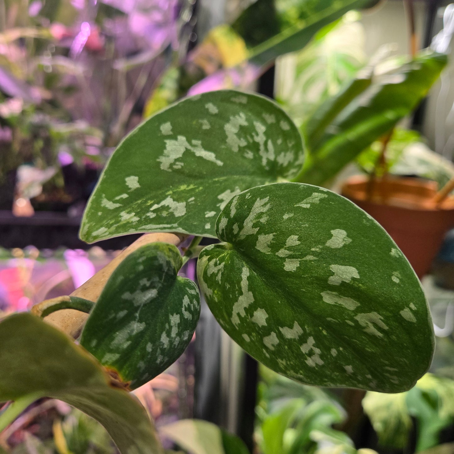 Scindapsus Silver Cloud Albo