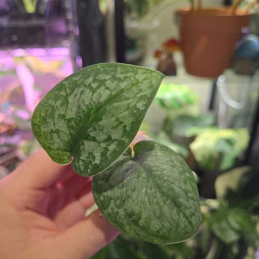 Scindapsus NoID