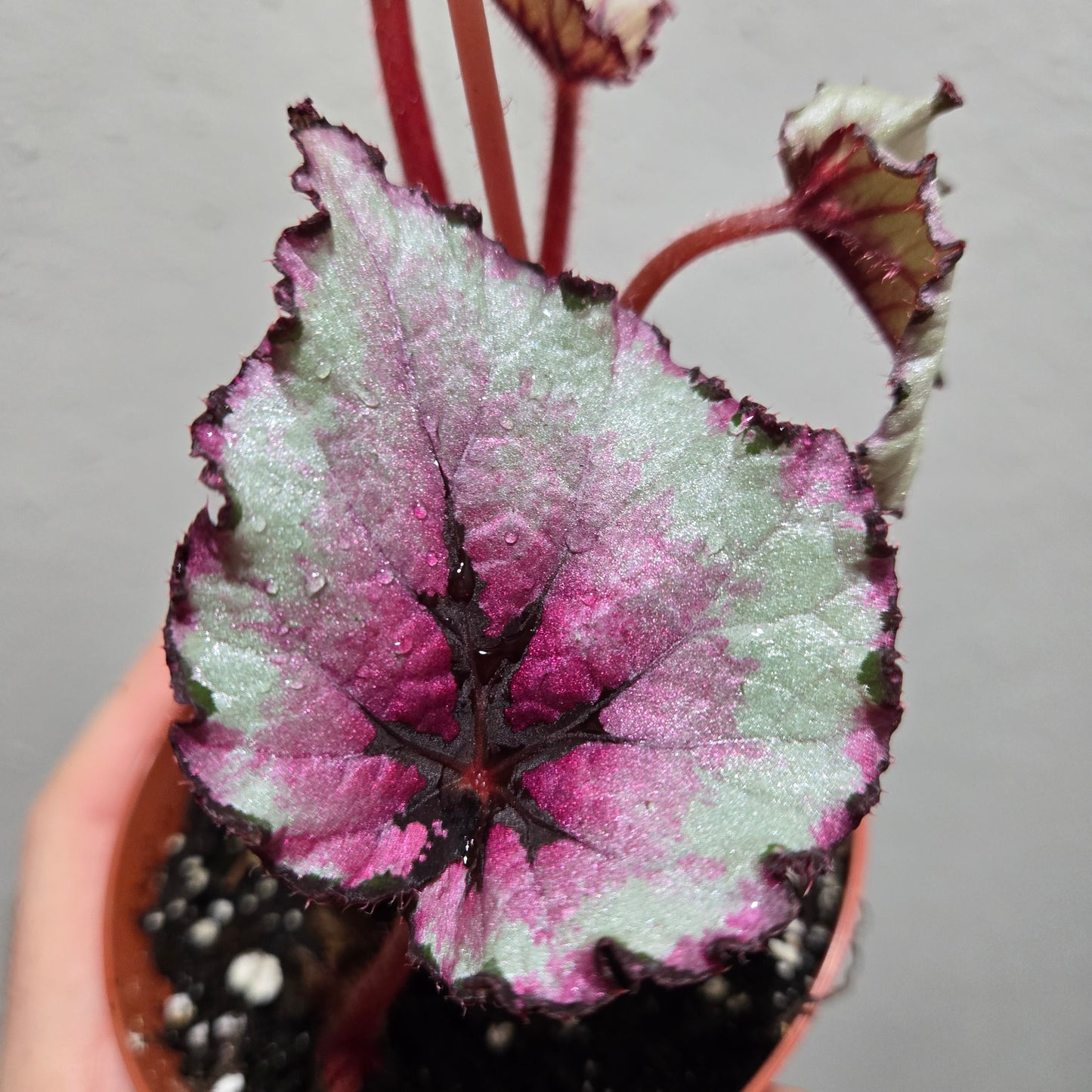 Begonia Kotobugi
