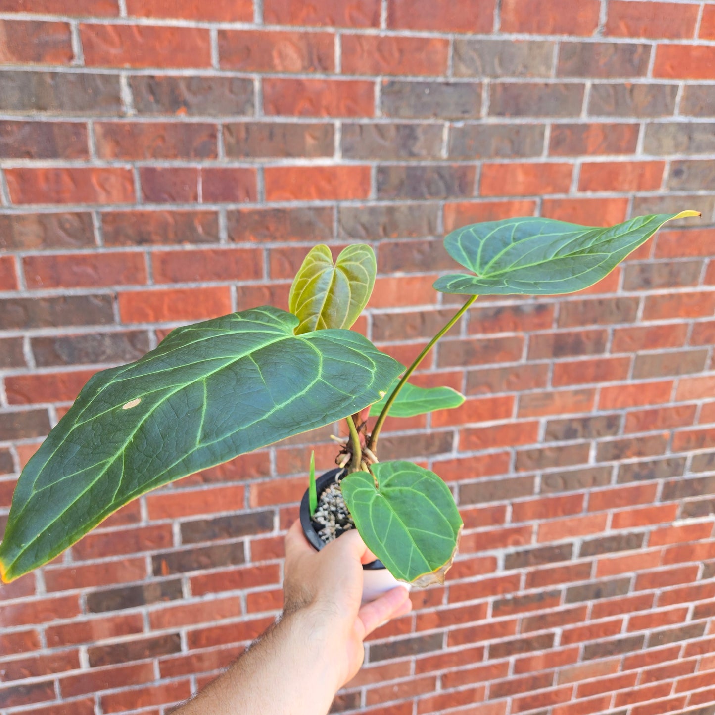 Anthurium 'Mikes Yard' #1 x 'Swampmannii Long'