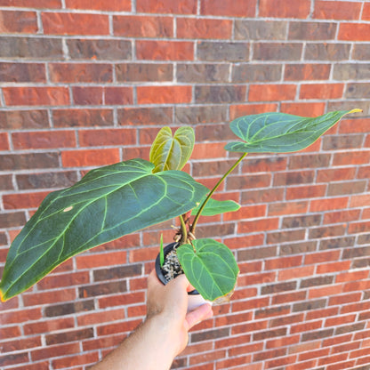 Anthurium 'Mikes Yard' #1 x 'Swampmannii Long'