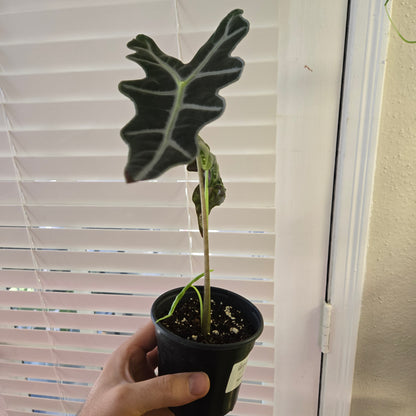 Alocasia Silver Nobilis