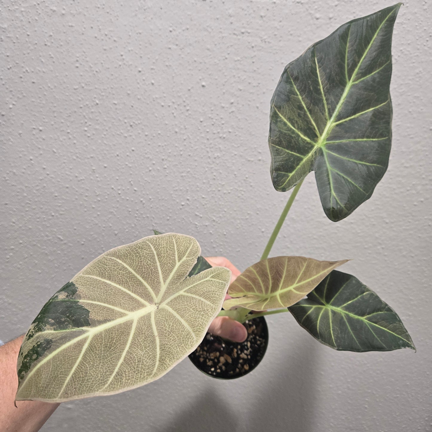 Alocasia Regal Shield Albo