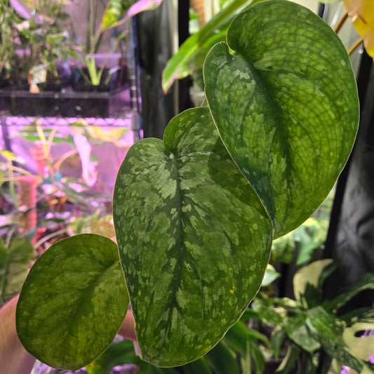 Scindapsus Darkcloud