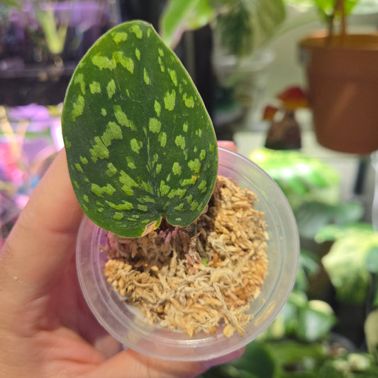 Scindapsus Snake Scale