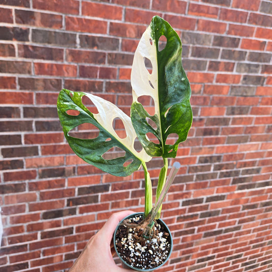Monstera Adansonii Albo Small