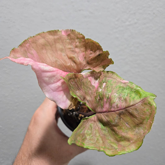 Syngonium Strawberry Ice Galaxy