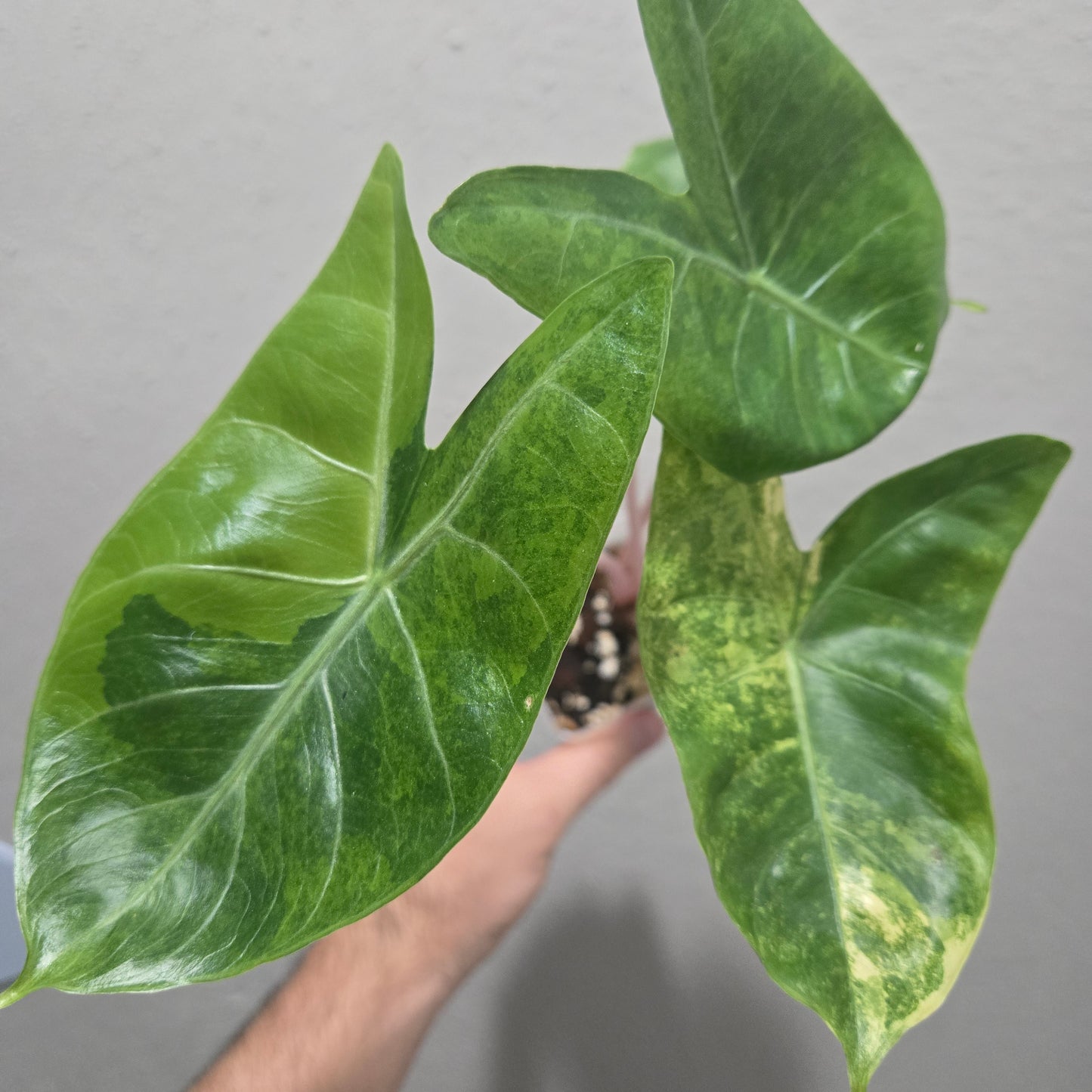 Alocasia Pink Dragon Aurea