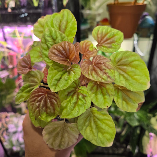 Peperomia Quito