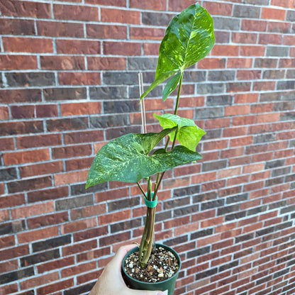 Syngonium Panda Galaxy
