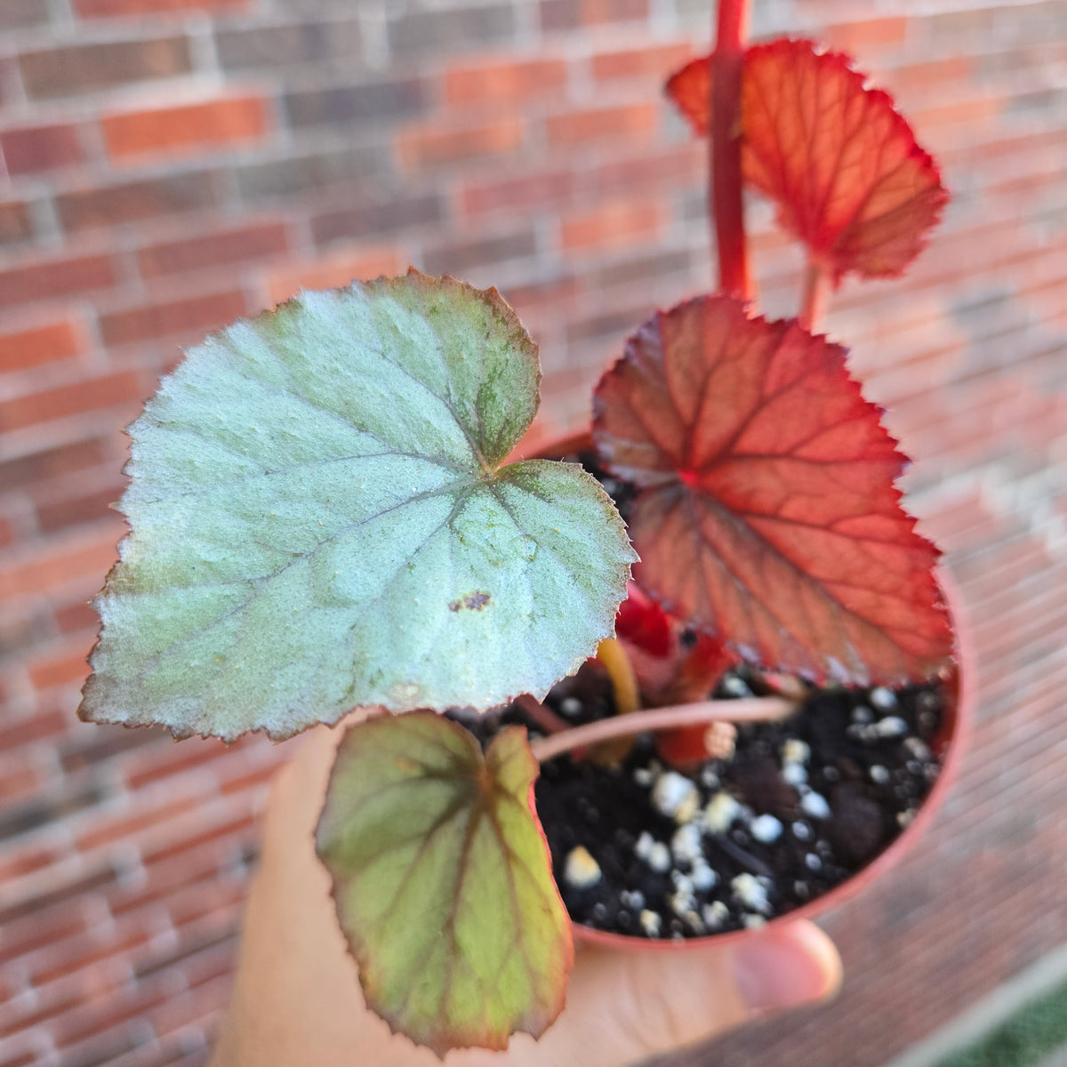 Begonia Oteka