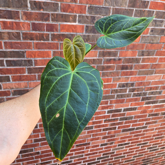 Anthurium 'Mikes Yard' #1 x 'Swampmannii Long'