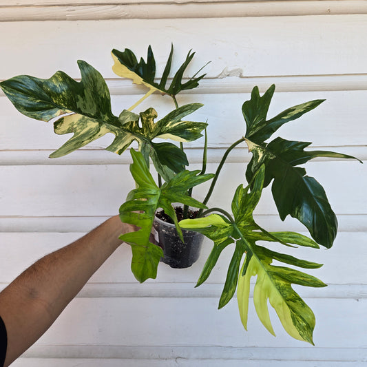Philodendron FBMY x MY