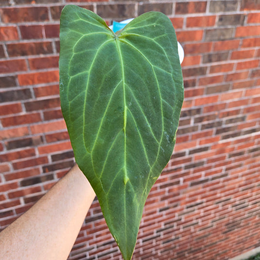 Anthurium Funky Dark Mama x Pink Lemonade