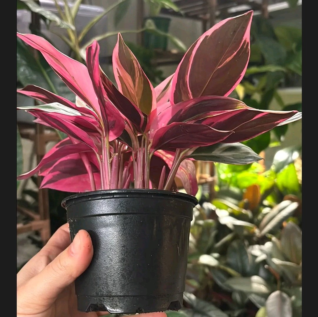 Stromanthe Triostar