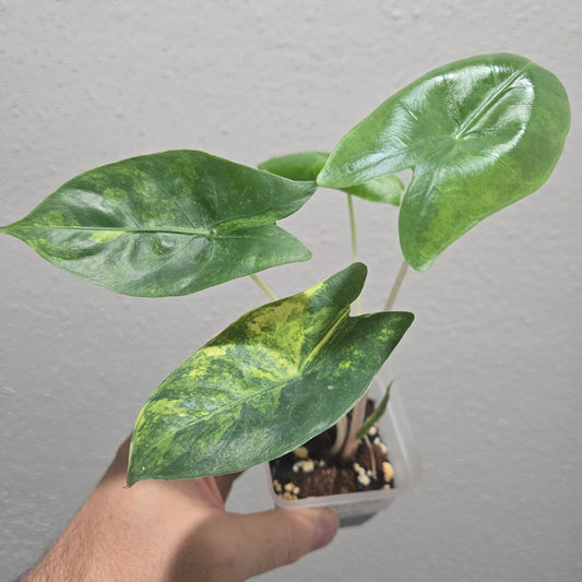 Alocasia Pink Dragon Aurea
