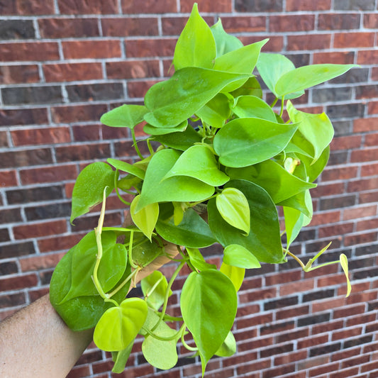 Philodendron Neon